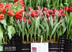 Tulipa Red Princess (1)